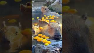 Capybaras enjoying in hot bath during winter With oranges [upl. by Alliscirp]