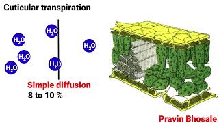 Transpiration  Types of Transpiration  Stomatal Lenticular and Cuticular Transpiration [upl. by Procora]