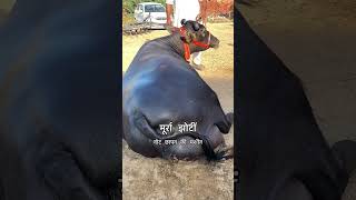 मुरा का नायाब नगिना🔥🔥buffalowings cow buffalow viralvideo animals farming bufflo [upl. by Anaiuq]