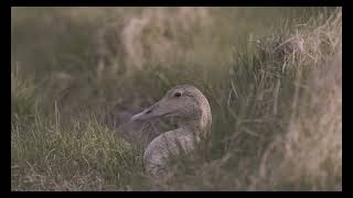 Icelandic Eider  The Purveyor of Icelandic Eiderdown for 80 Years [upl. by Salguod]