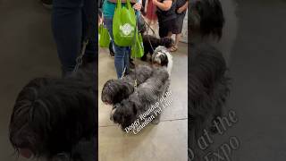 Look at these amazing pups at the Canadian Pet Expo dogs petexpo [upl. by Goodrow896]