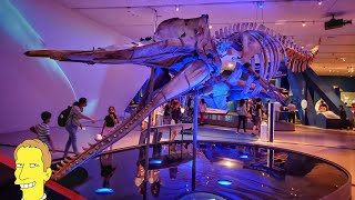 Royal Ontario Museum Tour Featuring Great Whales [upl. by Aleuname517]