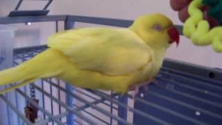 My Indian Ringneck Parakeet Clucking [upl. by Quirita]