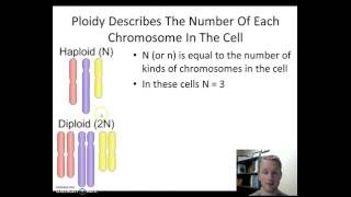 Haploid vs Diploid [upl. by Mccoy]