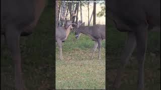 Whitetail bucks in early season sparring deer [upl. by Nomrej]