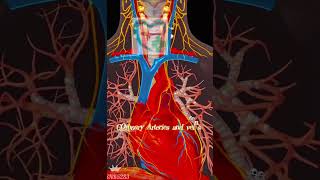 COronary Arteries and veins viralshort hospitalmedicine doctor scienceviralvideo [upl. by Iohk]