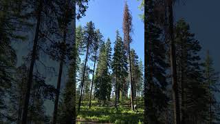 Dropping Lodgepole Pine for Firewood firewood stihl woodcutting treecuttingdown [upl. by Atse4]