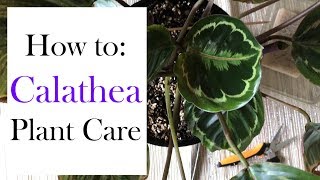 How to Calathea Plant Care [upl. by Malcom]