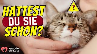 9 Krankheiten die Katzen an Menschen übertragen [upl. by Lledo89]