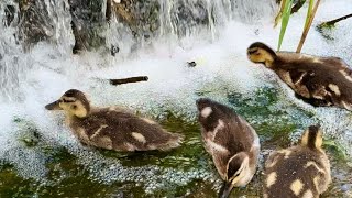 Baby Mallard ducks 💦 マガモの雛たち [upl. by Emelina52]