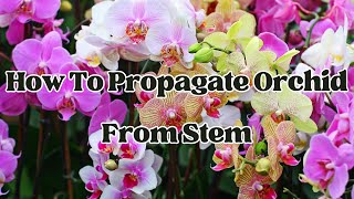 How To Propagate Orchid From Stem  LIFE HACKS [upl. by Davis]