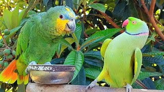 Talking Indian Parrot Greeting Brazilian Parrot [upl. by Nepets237]