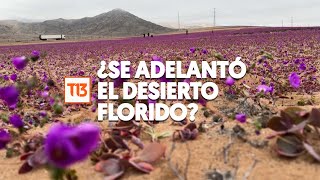 ¿Se adelantó el desierto Florido Así se ve en pleno invierno el Desierto de Atacama y morado [upl. by Cher441]