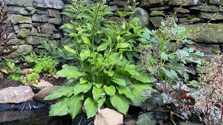 Hostas One Great Plant [upl. by Rosa433]