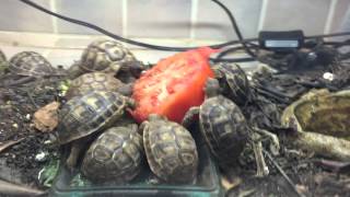 Tortugas comiendo tomate [upl. by Schuyler]