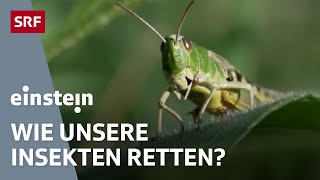 Das grosse Insektensterben – warum die kleinen Tierchen immer weniger werden  Einstein  SRF Wissen [upl. by Beckie]