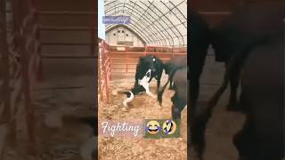 Fighting wwf cow dog nasiruddinjb [upl. by Siloa]