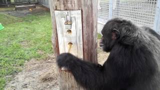 Clay Fishing For Applesauce  Save the Chimps [upl. by Mosira]