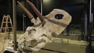 Largest Dinosaur Skull Ever Discovered to Go on Display [upl. by Suolkcin]