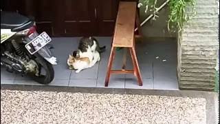 cat mating with cute screaming female cat [upl. by Choong]