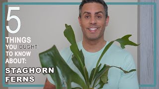 5 Things You Ought To Know About Your Staghorn Fern Platycerium Bifurcatum Care  When To Mount It [upl. by Renell]