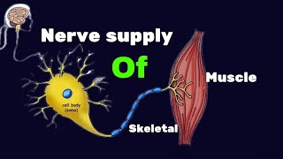 Nerve of supply of skeletal muscle  extra and intrafusal fiber  muscle spindlebag and chain fiber [upl. by Aniram]