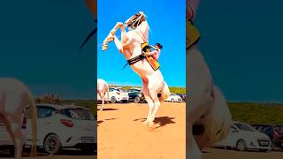 Horse 🐎 video  horse horses ghoda horseriding horselover ytvideo shortsfeed dhruhi [upl. by Sherrer208]