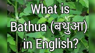 What is Bathua in English  Bathua in English [upl. by Agamemnon]