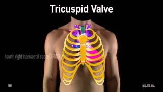 Surface Anatomy  Heart Great Vessels 2D [upl. by Irot]