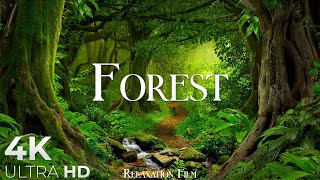 Forest 4K • Nature Relaxation Film • Peaceful Relaxing Music • 4k Video UltraHD [upl. by Aztin]