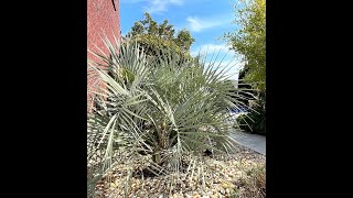 Winterizing the Blue Butia capitata [upl. by Acissj316]