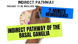 2Minute Neuroscience Indirect Pathway of the Basal Ganglia [upl. by Rosenzweig]