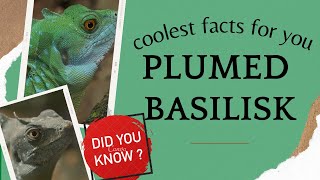 Plumed Basilisk facts 🦎 Green Basilisk 🦎 Double Crested Basilisk 🦎 Jesus Christ Lizard 🦎 [upl. by Eibloc]