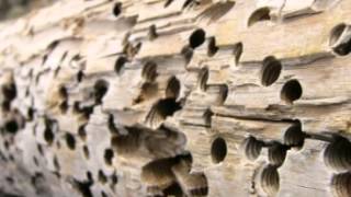 Termite Facts  Facts About Termites [upl. by Oniskey794]