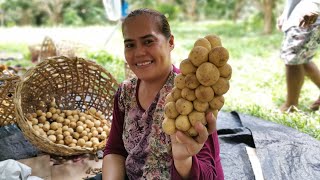 Camiguin Lanzones Harvest Season  Ponciano Farms Sagay Camiguin [upl. by Eudocia]