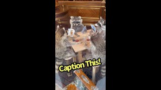 Caption this High Stakes Showdown Poker Playing Raccoons [upl. by Sioled84]