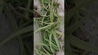 Aloe vera 😱😱 youtubeshorts plants aloevera shorts trending garden gardening plant repotting [upl. by Kcirttap]