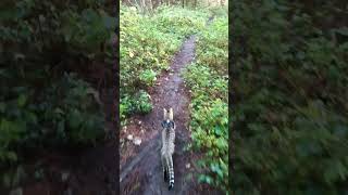 Leo outdoor cat Forest walk [upl. by Aslehc]