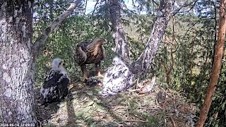 Kaljukotkas 2  Mom brings 4 duckling prey at once😲🦆  1228  16062024 [upl. by Recnal]