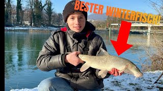 Bester Winterfisch [upl. by Ladin]