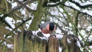 Bullfinch Singing [upl. by Nero224]