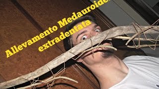 Allevamento Medauroidea extradentata [upl. by Hosea]