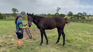 FLYING ARTIE x ORDOS HONOR colt  Kolora Lodge update March 2024 [upl. by Carmita76]