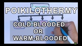 Poikilothermy amp How it is achieved  Cold Blooded or Warm Blooded [upl. by Kolosick770]