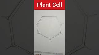 Plant Cell  Plant Cell Diagram shorts youtubeshorts ytshorts sciencediagram class9th [upl. by Moriyama]