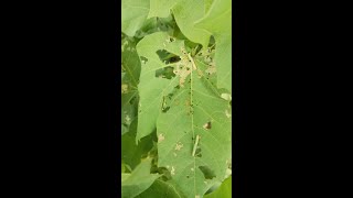 Cotton Worms armyworm and spottedworm of cotton [upl. by Retseh609]