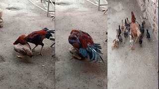 How Can We Confirm That Our Chicken Is Ready For Crossing  Some Symptoms Of Chickens Laying Eggs [upl. by Eluj]