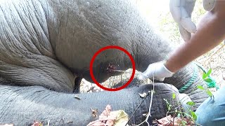 Pus filled abscess caused the elephant to limp Wildlife guardians were there to treat [upl. by Darum]