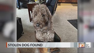 Stolen Mansfield Goldendoodle found [upl. by Duffie]