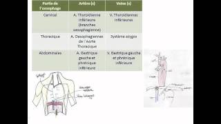 Œsophage estomac amp duodénum [upl. by Mcmillan]